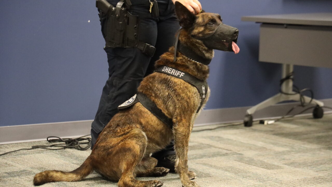 Sheriff's K9 with a muzzle sits beside an officer